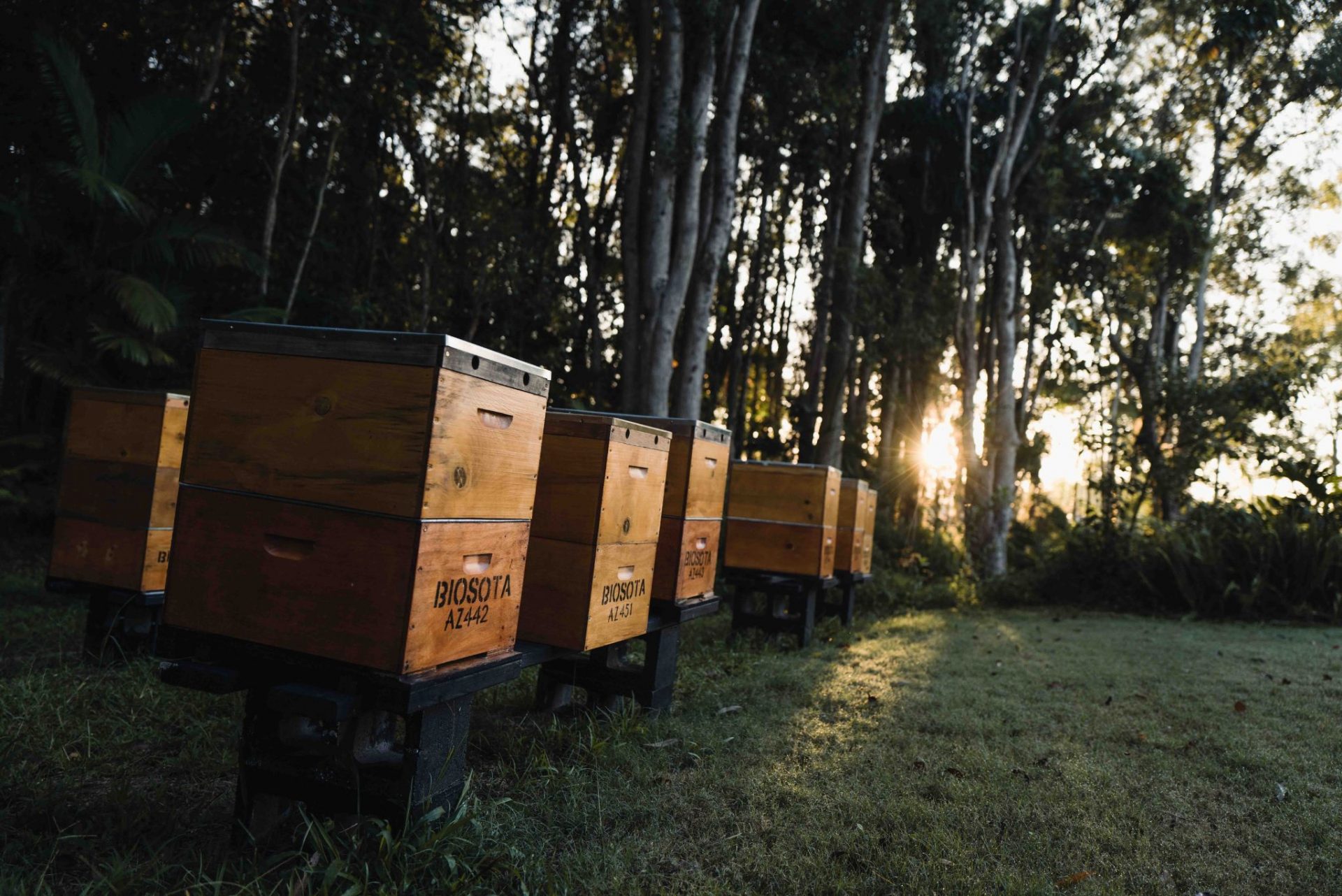 Manuka Honey