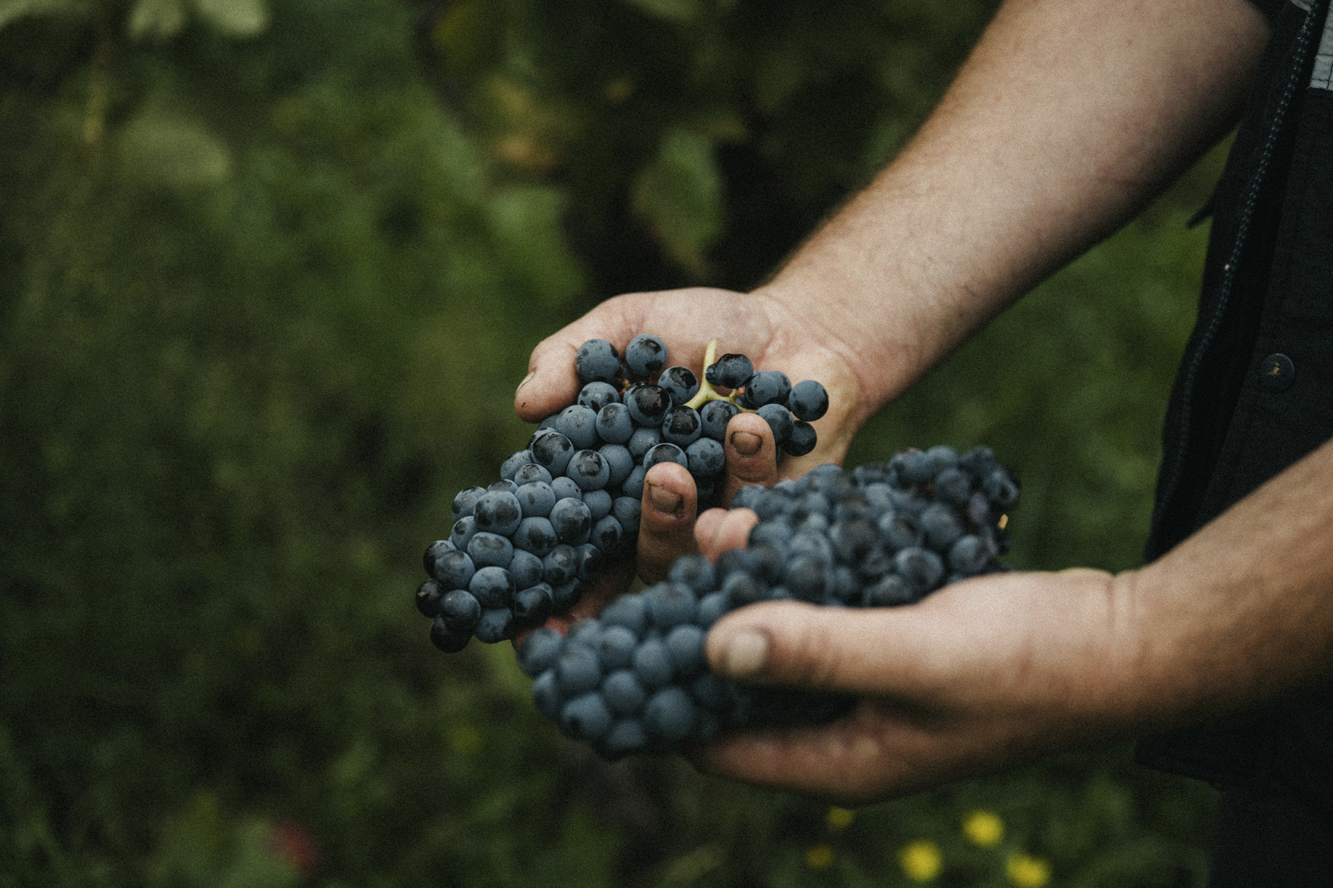 Luxury Wine Brand in Spain