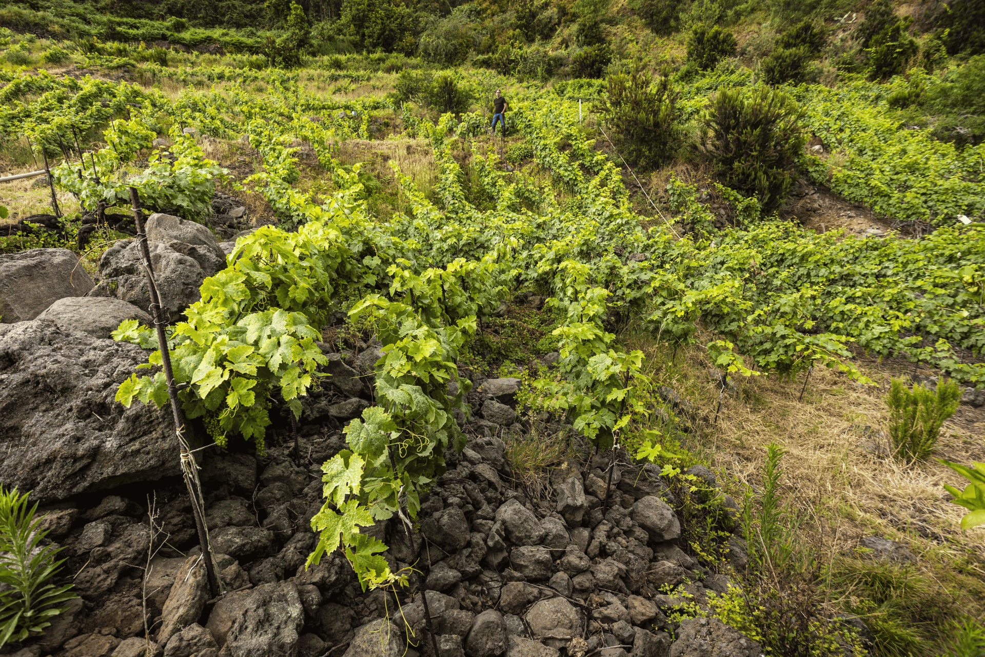 Vines