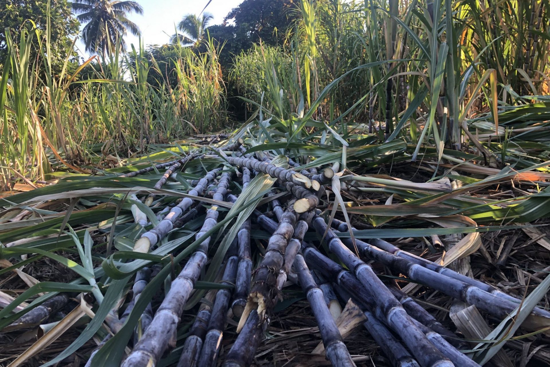 Manutea Tahiti