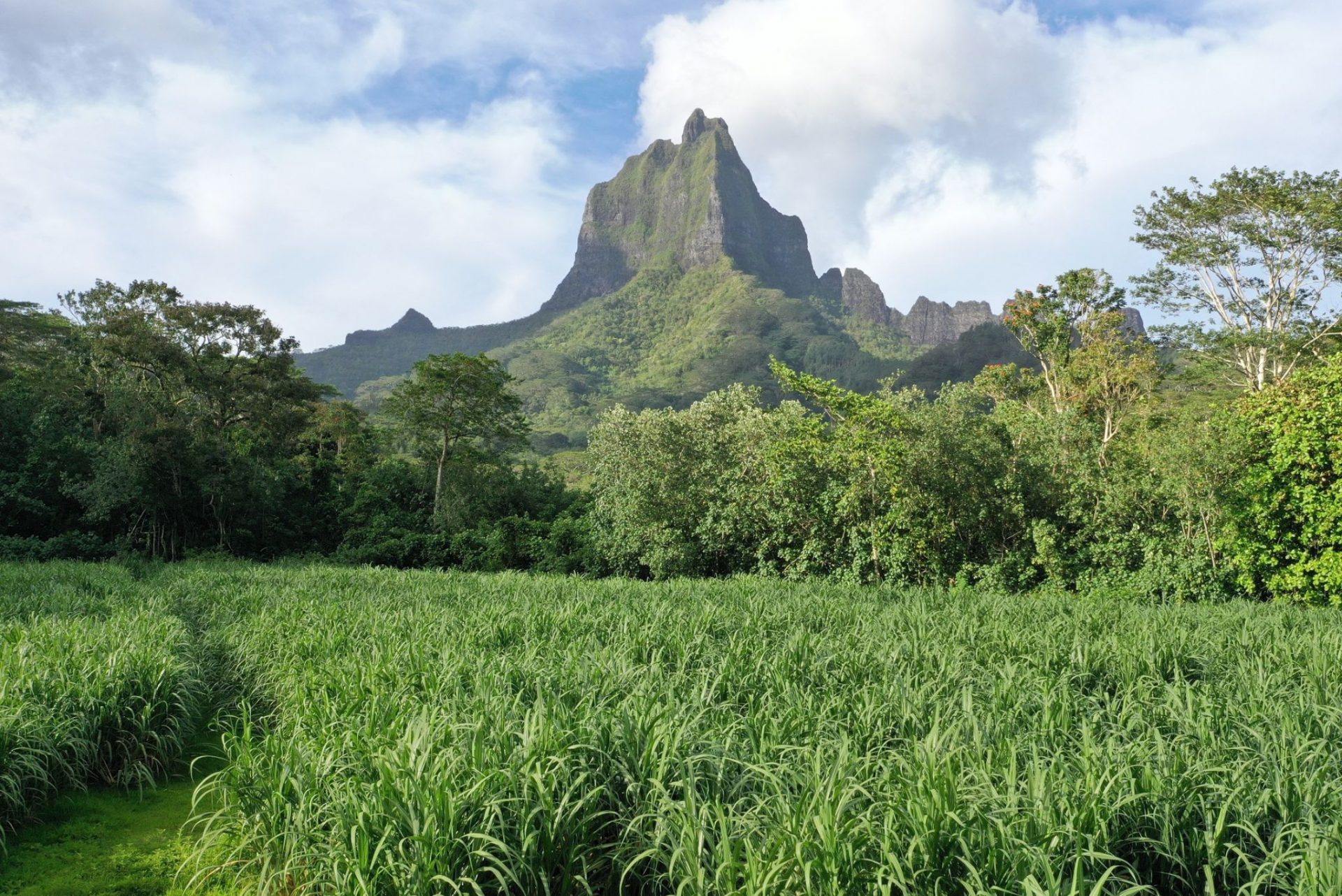 Manutea Tahiti