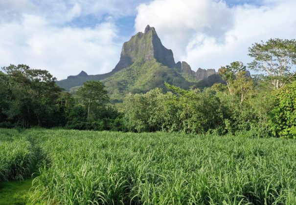 Manutea Tahiti