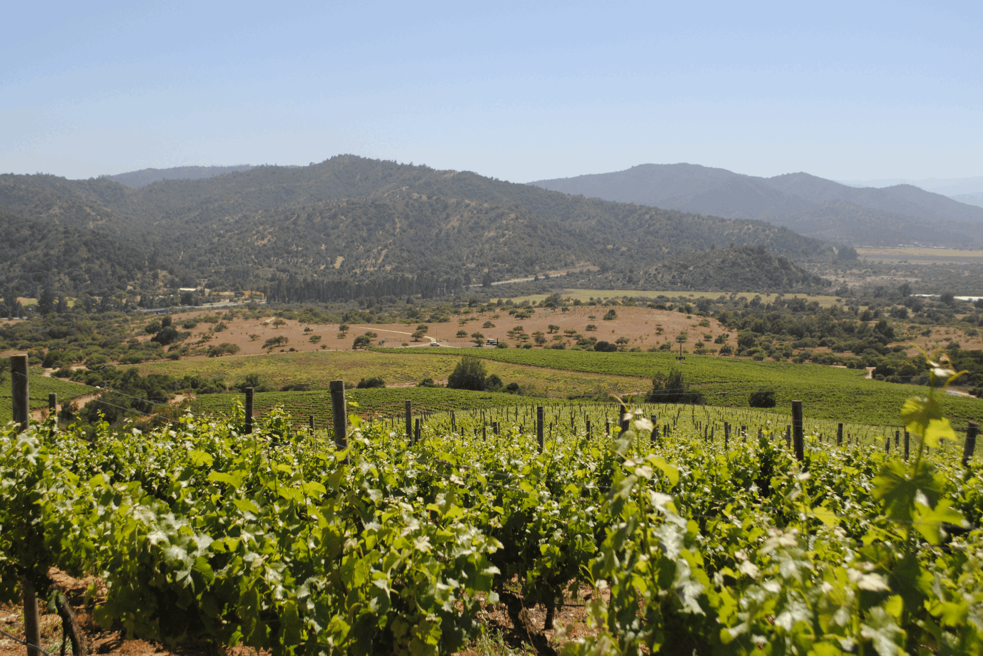 Cono Sur Winery: Innovative New World Wines from Chile’s Colchagua Valley