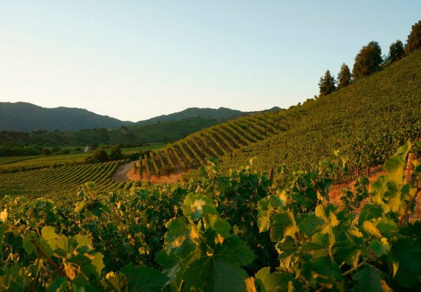 Montes Wines Regenerative Agriculture 