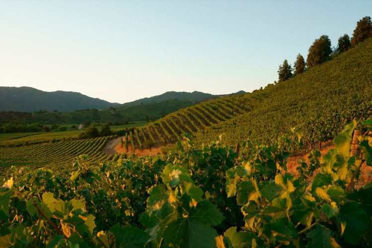 Montes Wines Sustainability