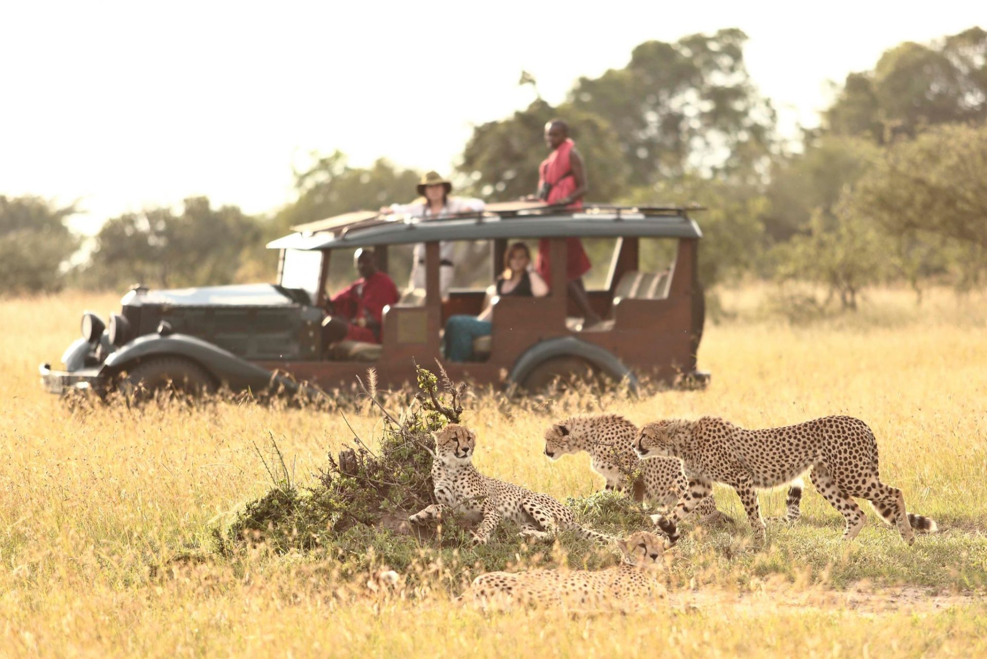 Red Savannah