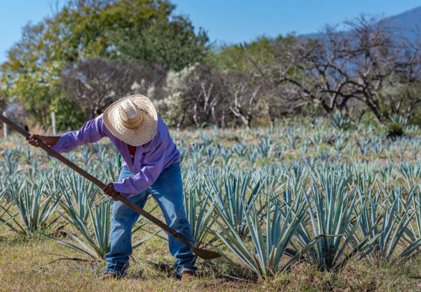 SAT Mexico