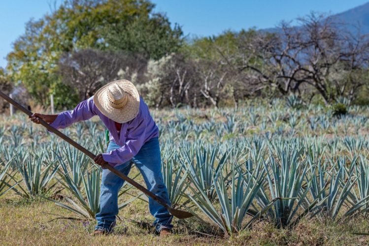SAT Mexico