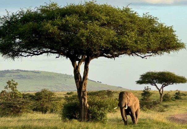 FM Luxury and Adventure Travel
