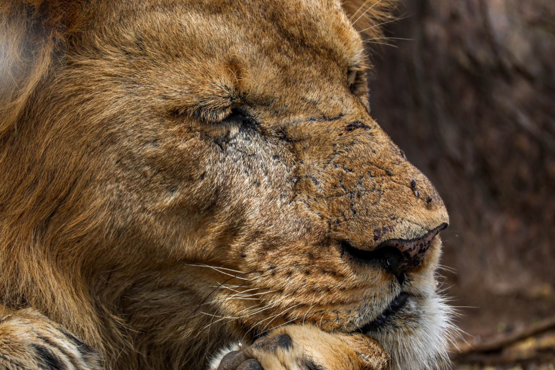 Gosheni Safaris