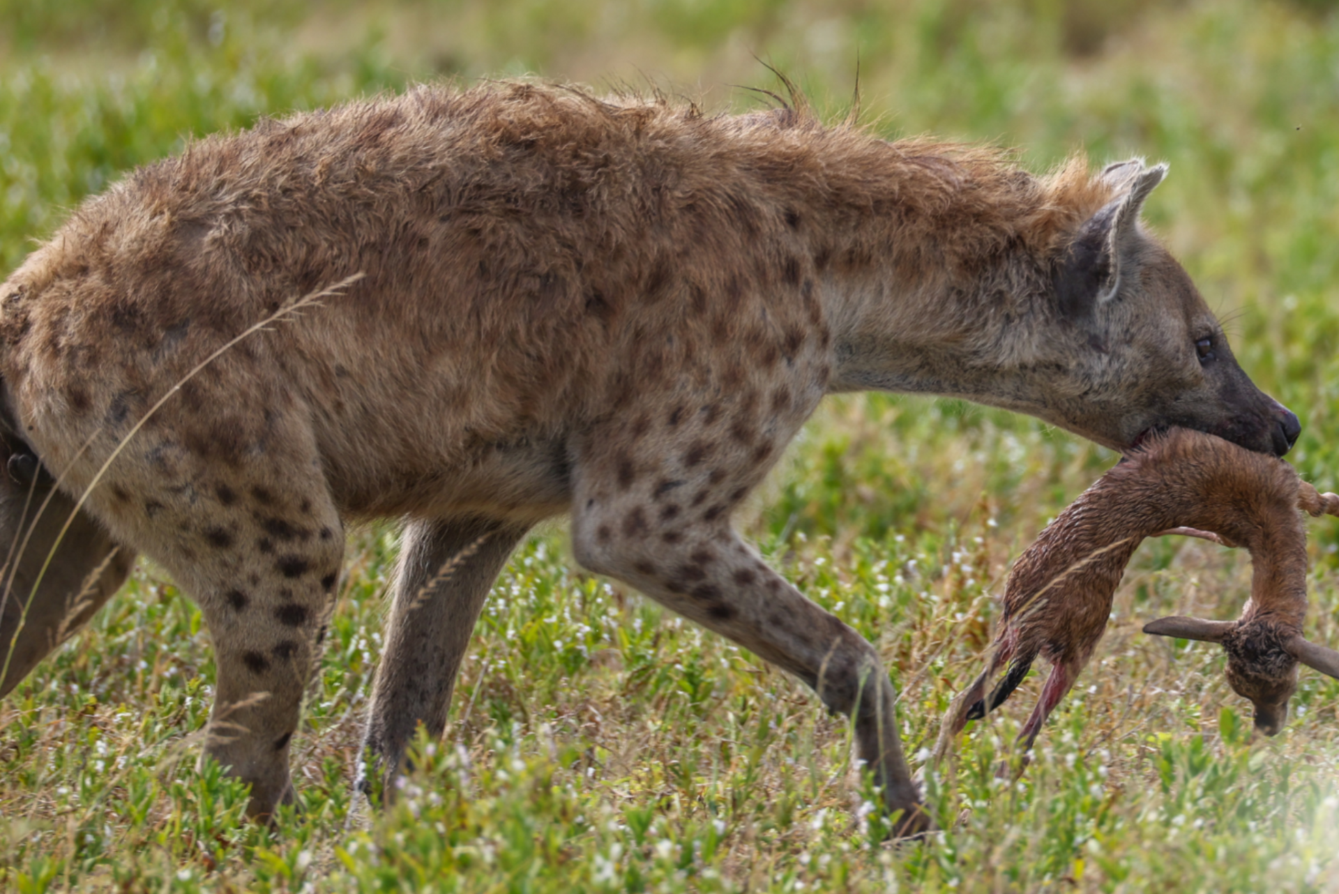Tanzania