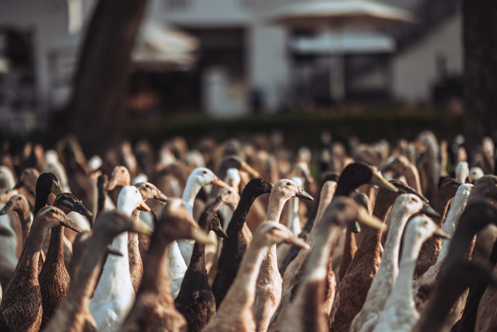 Vergenoegd Löw Wine Estate