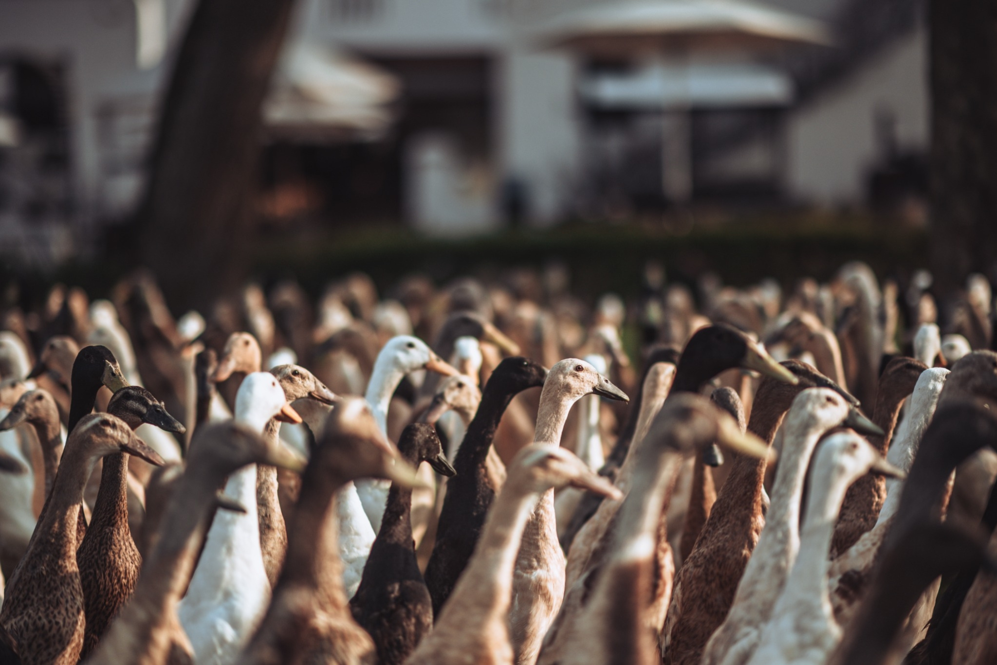 Vergenoegd Löw Wine Estate